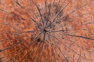 Tree rings old wood texture background,Cross section annual ring ,Nature background photo