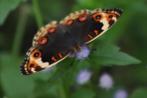 animal insecto volador, mariposa buckeye chupadora de flores con textura negra mixta foto