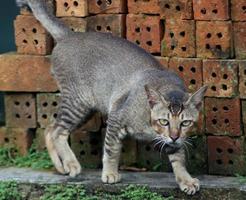 mamíferos, gatos de pelaje marrón esponjoso y suave, mascotas lindas y lindas foto