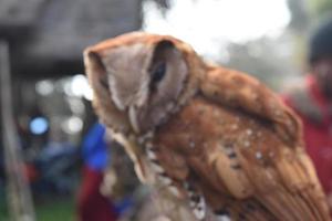 blurry photo of owl