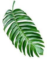 Green leaves pattern,leaf monstera isolated on white background,include clipping path photo
