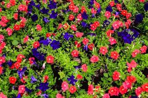 Red and blue flowers photo