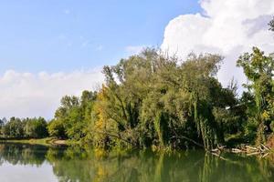 View of green woods by the river photo