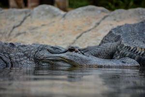 Alligator in the water photo