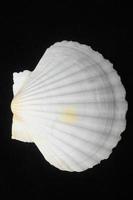 White seashell close up photo