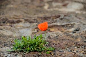 Poppy close up photo