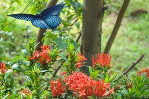 gran mariposa azul foto