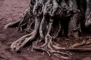 raíces de un árbol foto