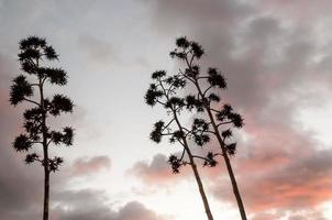 Trees at sunset photo