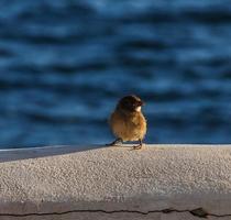 Bird by the sea photo