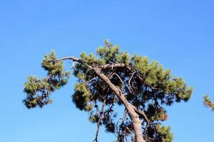 árbol bajo el cielo azul foto