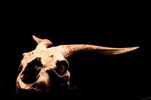 Animal skull on black background photo