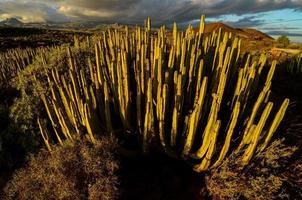 paisaje con cactus foto