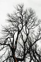 árbol seco bajo el cielo gris foto