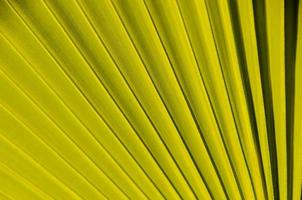 Palm leaf close up photo