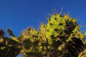 Cactus under blue sky photo