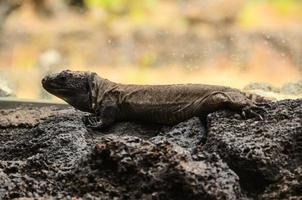 Iguana on a rock photo