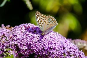 mariposa en una flor morada foto