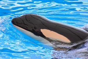 Whale on a water tank photo