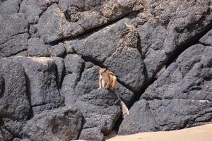 Squirrel on the rocks photo