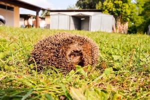 Hedgehog in the garden photo