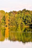 View of green woods by the river photo