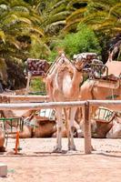 Camels in the desert photo