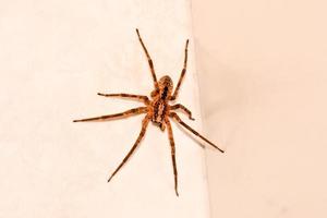 Large spider on the wall photo