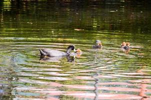 Ducks in the water photo