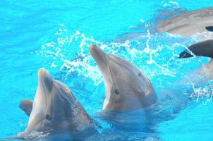 Dolphins at the aquarium photo