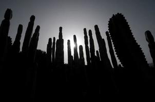 cactus al atardecer foto