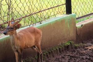 un ciervo entretiene a los turistas con su acción en el zoológico de semarang. foto