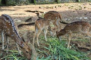 A spotted deer is playing tricks on a friend eating green grass at the Semarang Zoo. photo