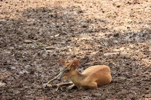 A deer is entertaining tourists with its action at the Semarang Zoo. photo