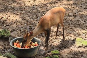 A deer is entertaining tourists with its action at the Semarang Zoo. photo