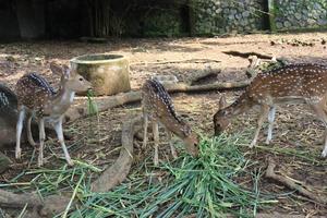 A spotted deer is playing tricks on a friend eating green grass at the Semarang Zoo. photo