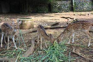 un ciervo manchado le está jugando una mala pasada a un amigo que come hierba verde en el zoológico de semarang. foto