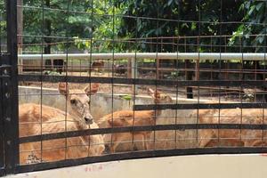 un ciervo entretiene a los turistas con su acción en el zoológico de semarang. foto