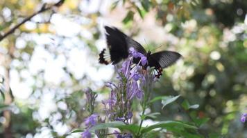 dos hermosas mariposas comiendo néctar en el polen de flores en flor video