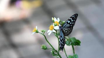 dichtbij omhoog van een vlinder aan het eten nectar Aan de bloem stuifmeel in de tuin video