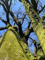 View from below on the trees covered with moss. Forest landscape. photo