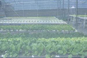 The greenhouse prevents insects from destroying lettuce. photo