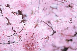 color pastel suave, hermosa flor de cerezo que se desvanece en una flor de sakura rosa pastel, plena floración en la temporada de primavera en Japón foto