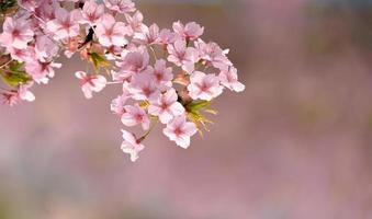 hermosas flores de cerezo rosa sakura con refrescante por la mañana en japón foto