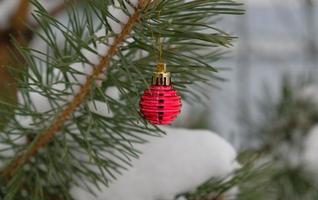 The defocused background of Fir green branches are decorated with small red ball. Selective focus. Snow-covered spruce pine branches. photo