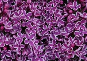 Beautiful blooming varietal selection two-tone lilac - Syringa vulgaris Sensation. Macro image of spring lilac violet flowers, abstract soft floral background for text on a greeting card. Top view. photo