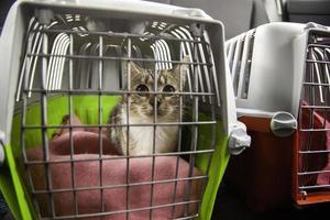 Caged cat for transport photo