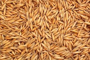 Whole golden wheat grain kernels background. Harvesting season concept. Textured design effect. Rural farm scene. Agricultural organic backdrop. Close up, top view photo