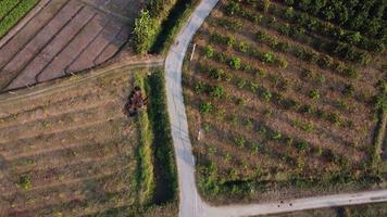 Aerial view of a road that cuts through an agricultural area with fields and crops on either side of the road on a clear day. Top view looking down on a rural country road with cars driving along it. video