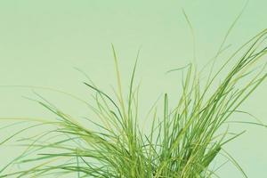 Plain grass on a green background. A bunch of tall grass.Blades of grass isolated photo